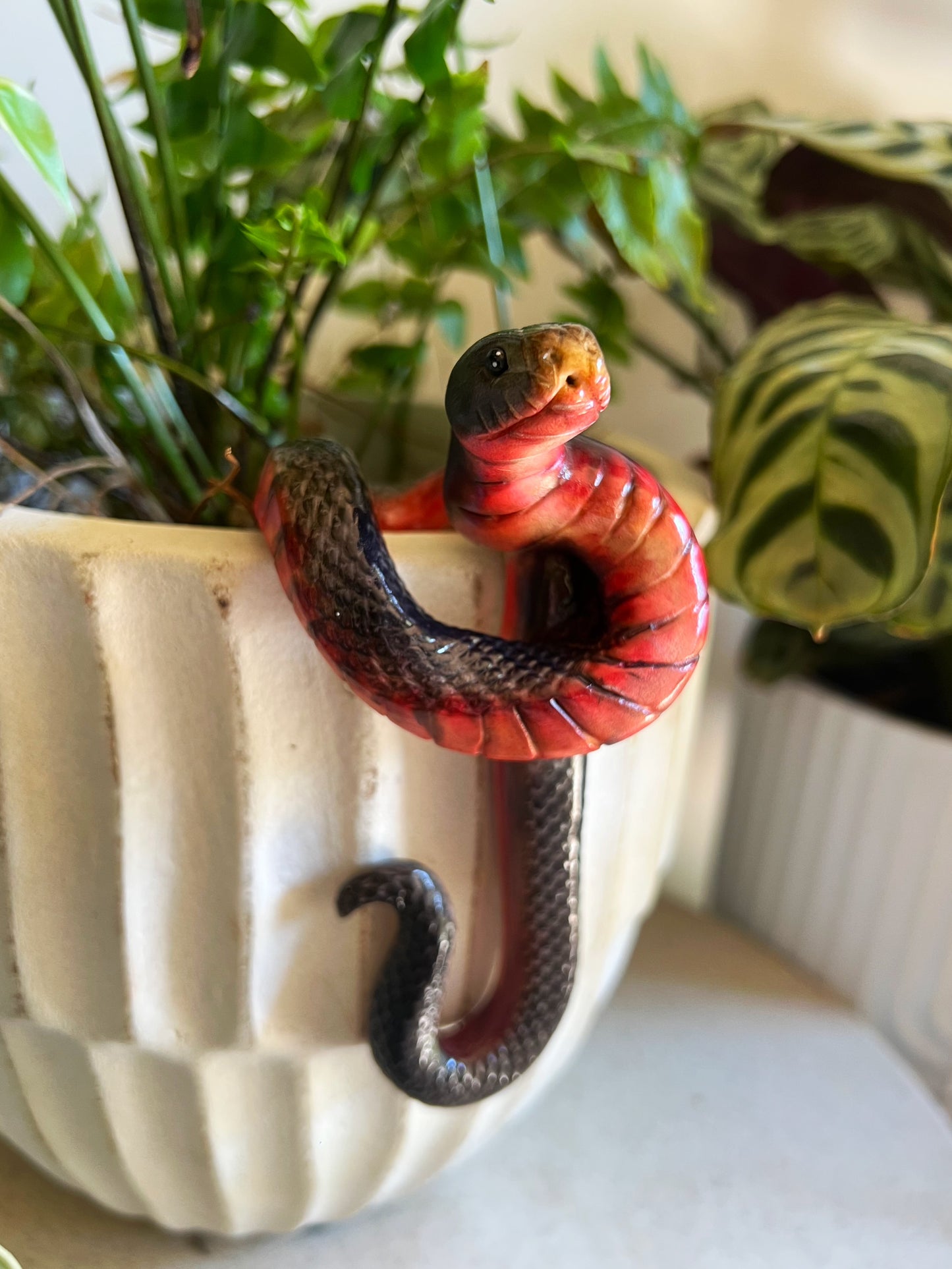 Red bellied black snake