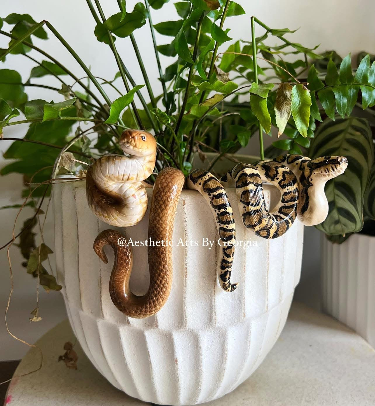 Coastal Carpet Python