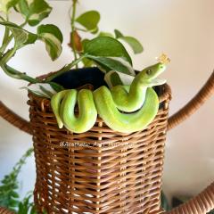 Snoot boop, green tree snake