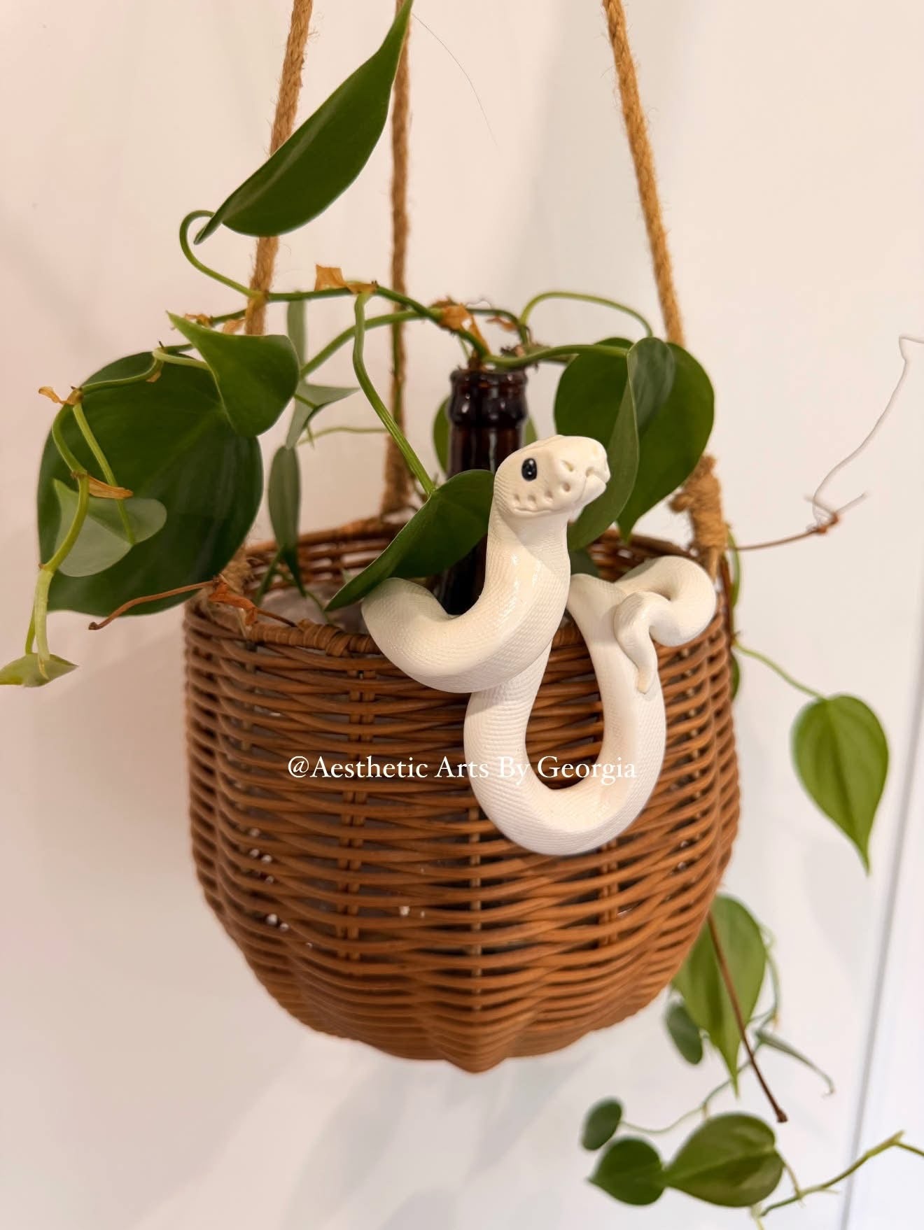 Ball python, white