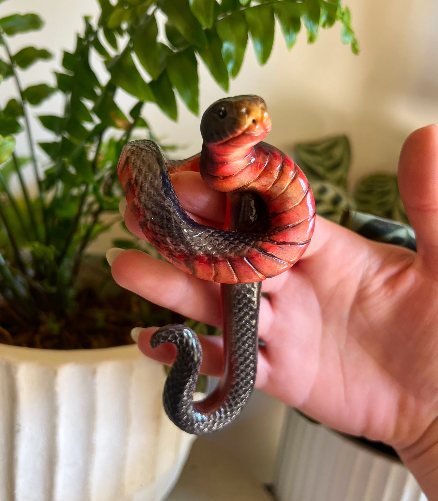 Red bellied black snake