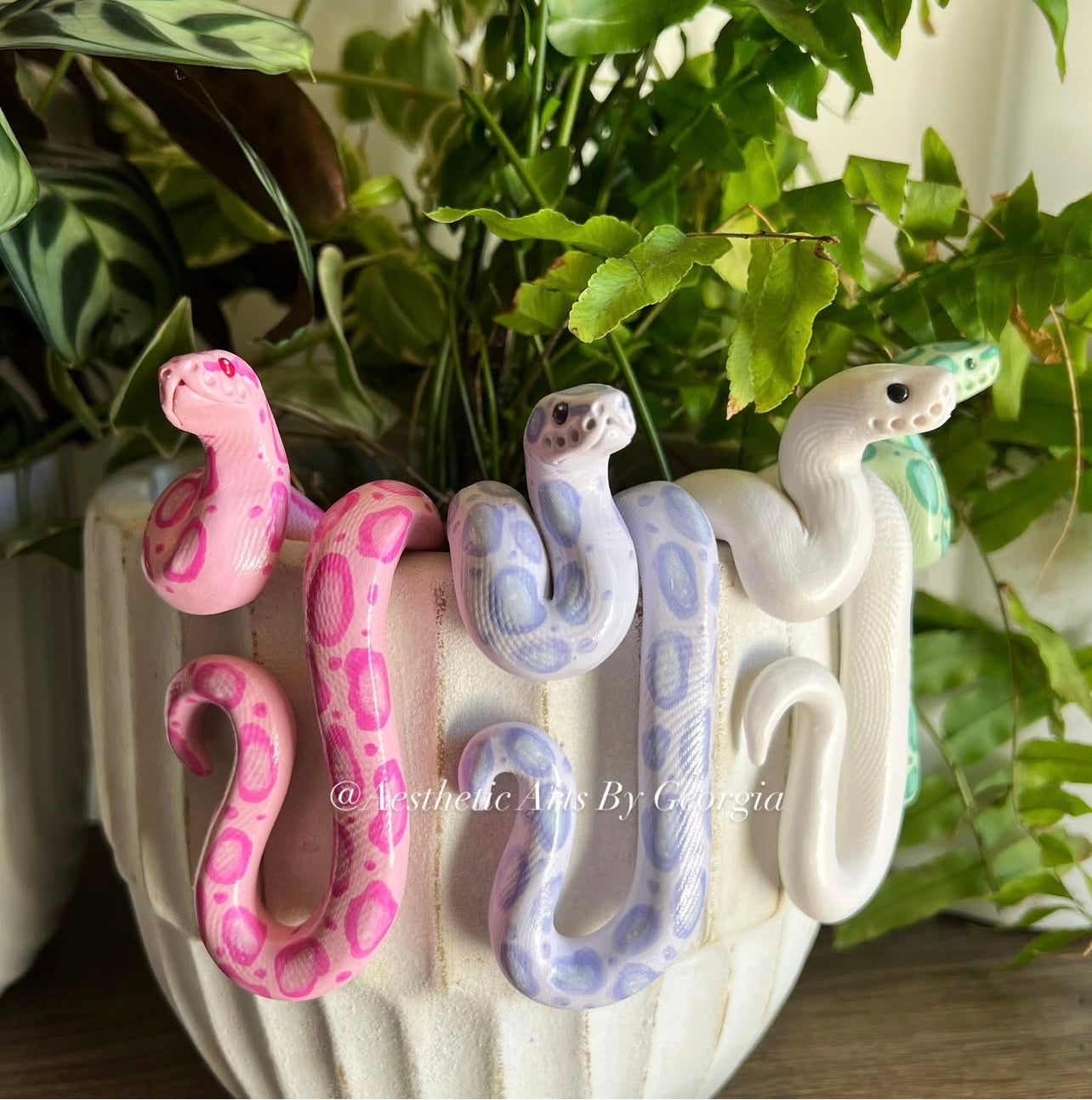 Ball Python (multiple colour options)