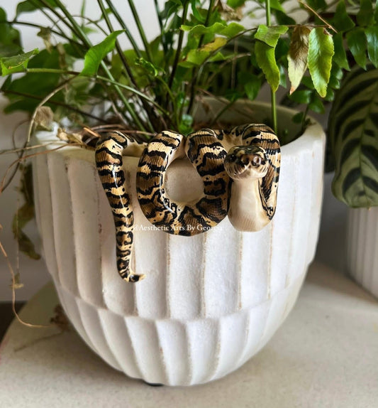 Coastal Carpet Python