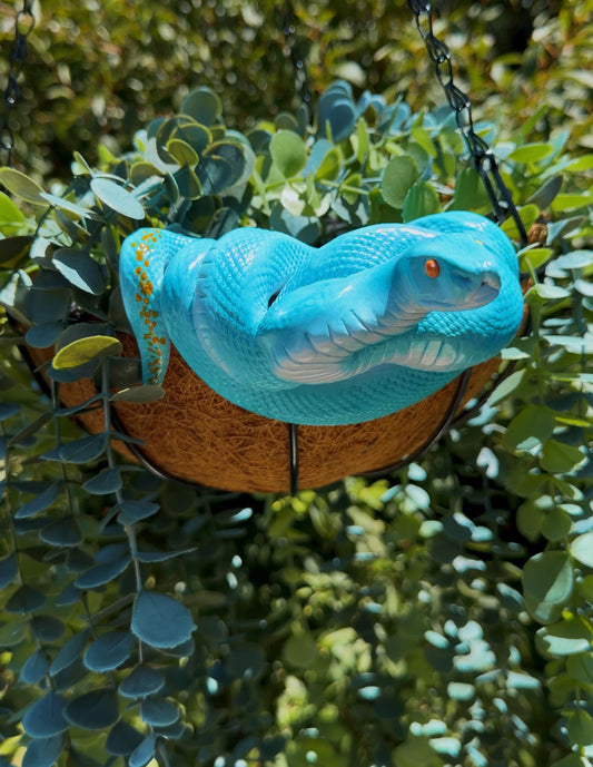 Blue pit viper, extra large