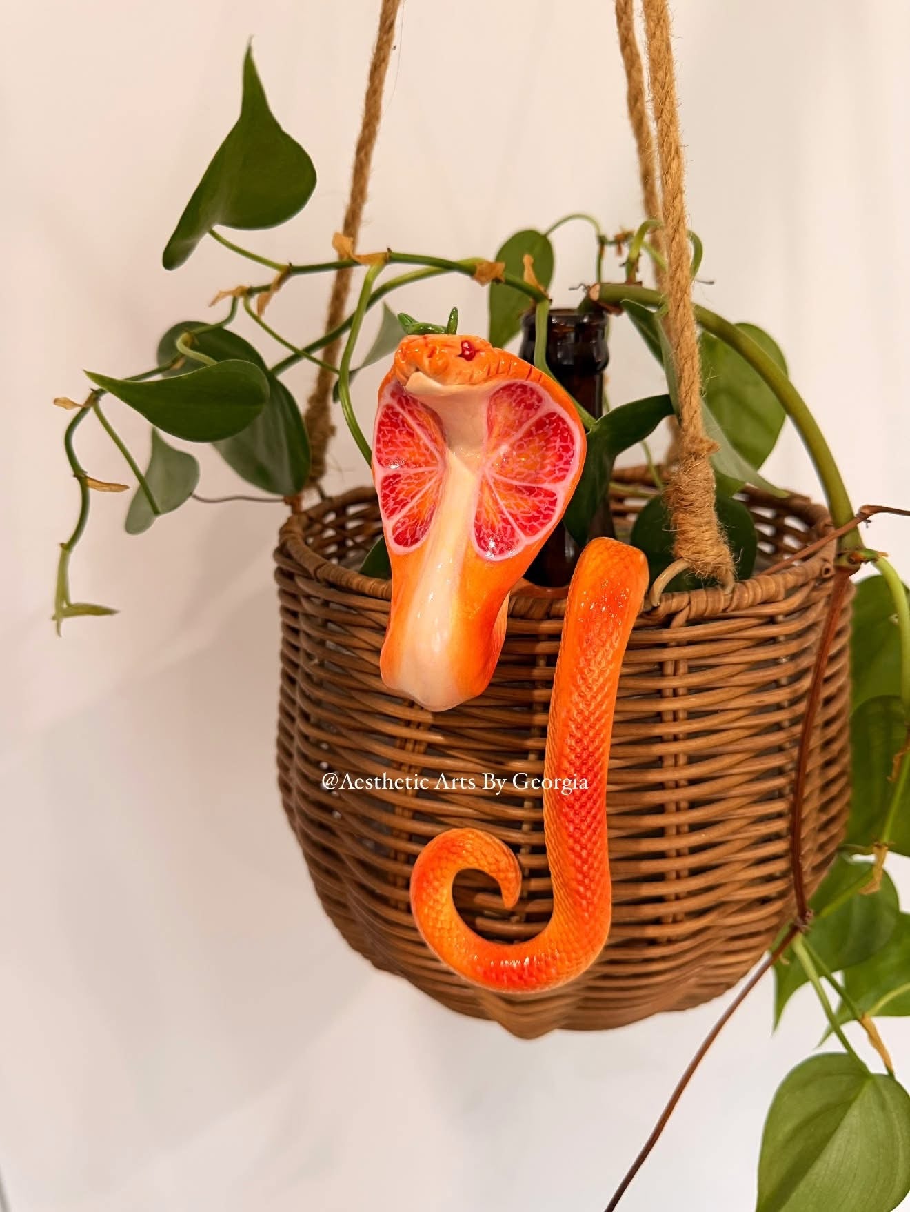 Cobra, blood orange