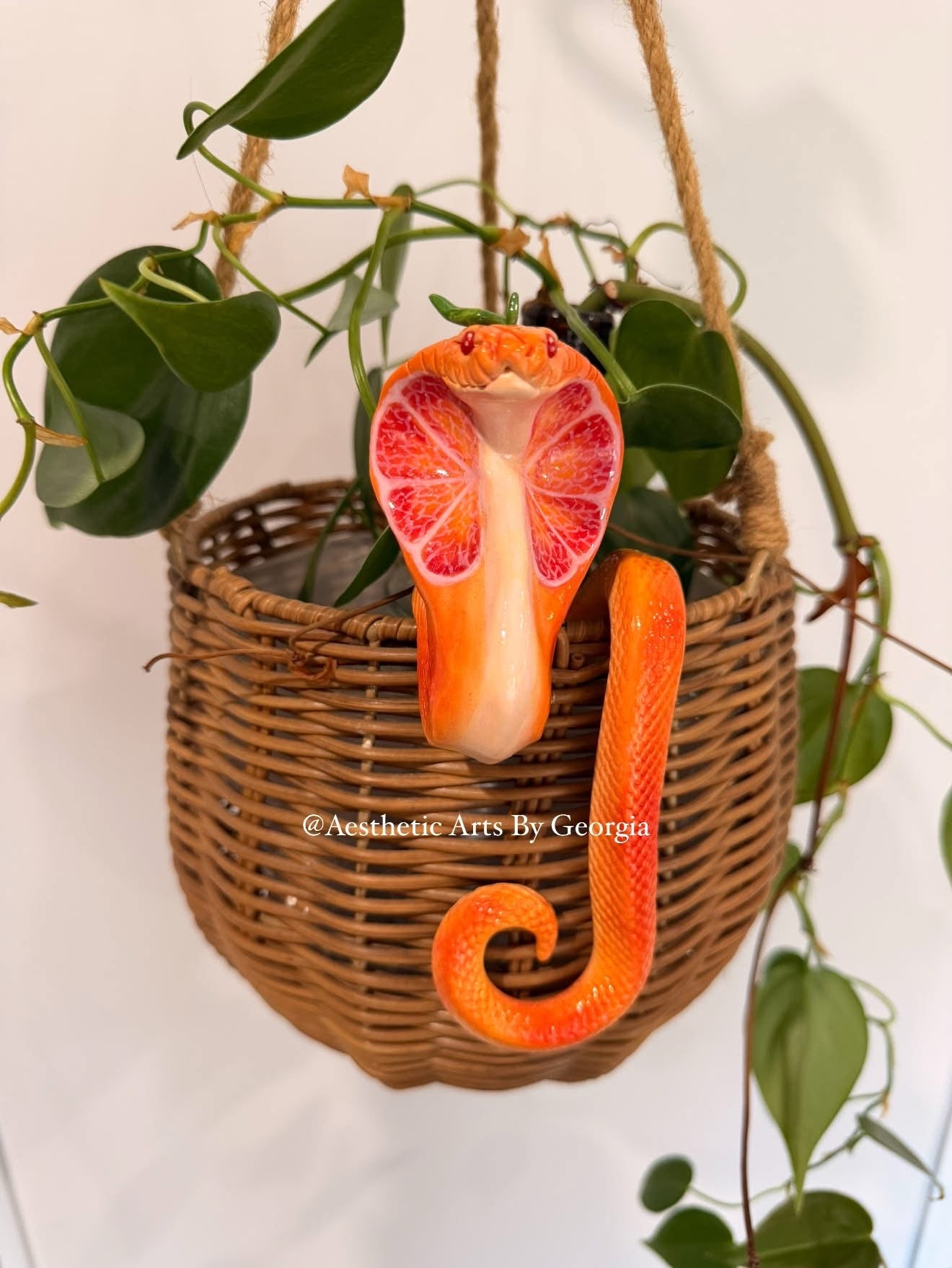 Cobra, blood orange