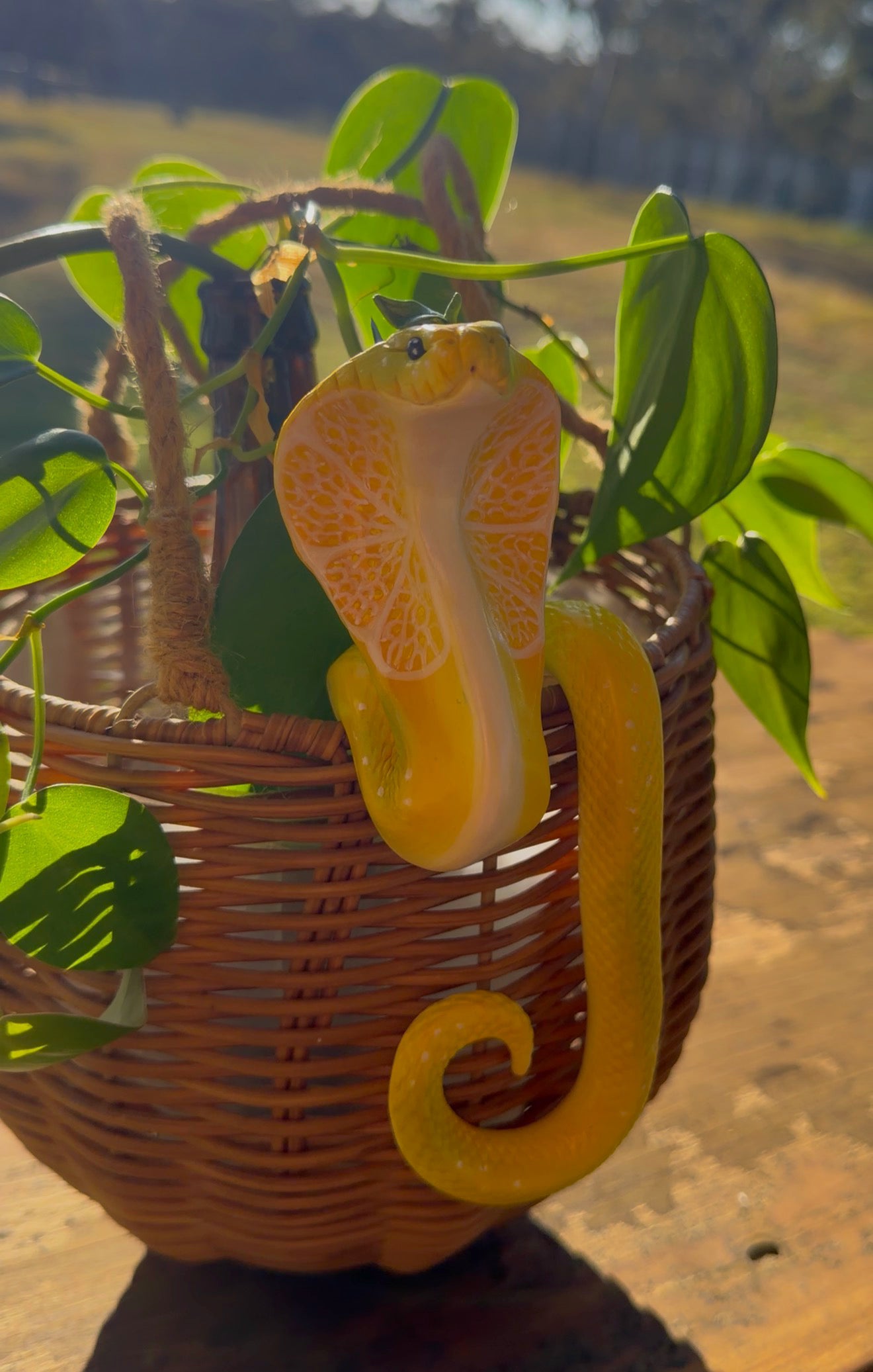 Lemon Cobra