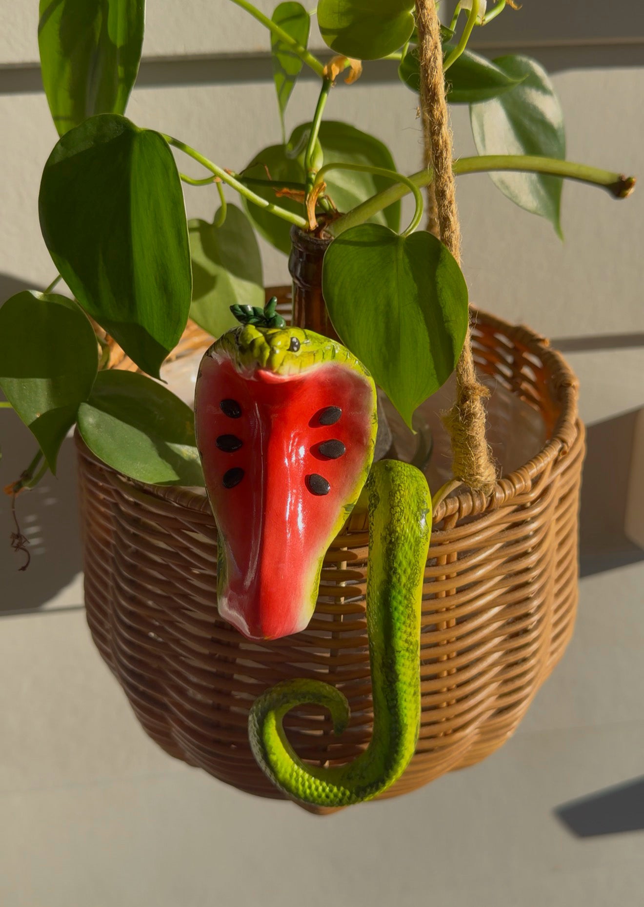 Cobra, watermelon