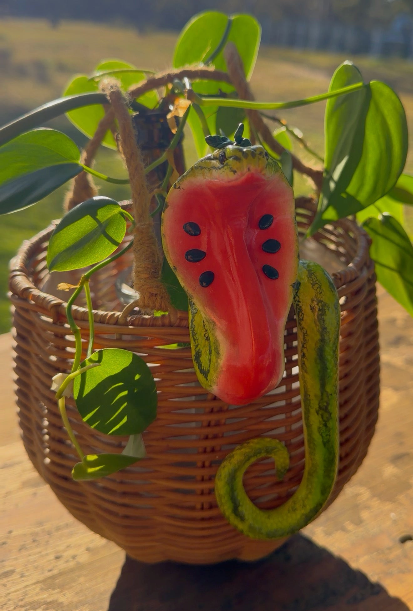 Cobra, watermelon
