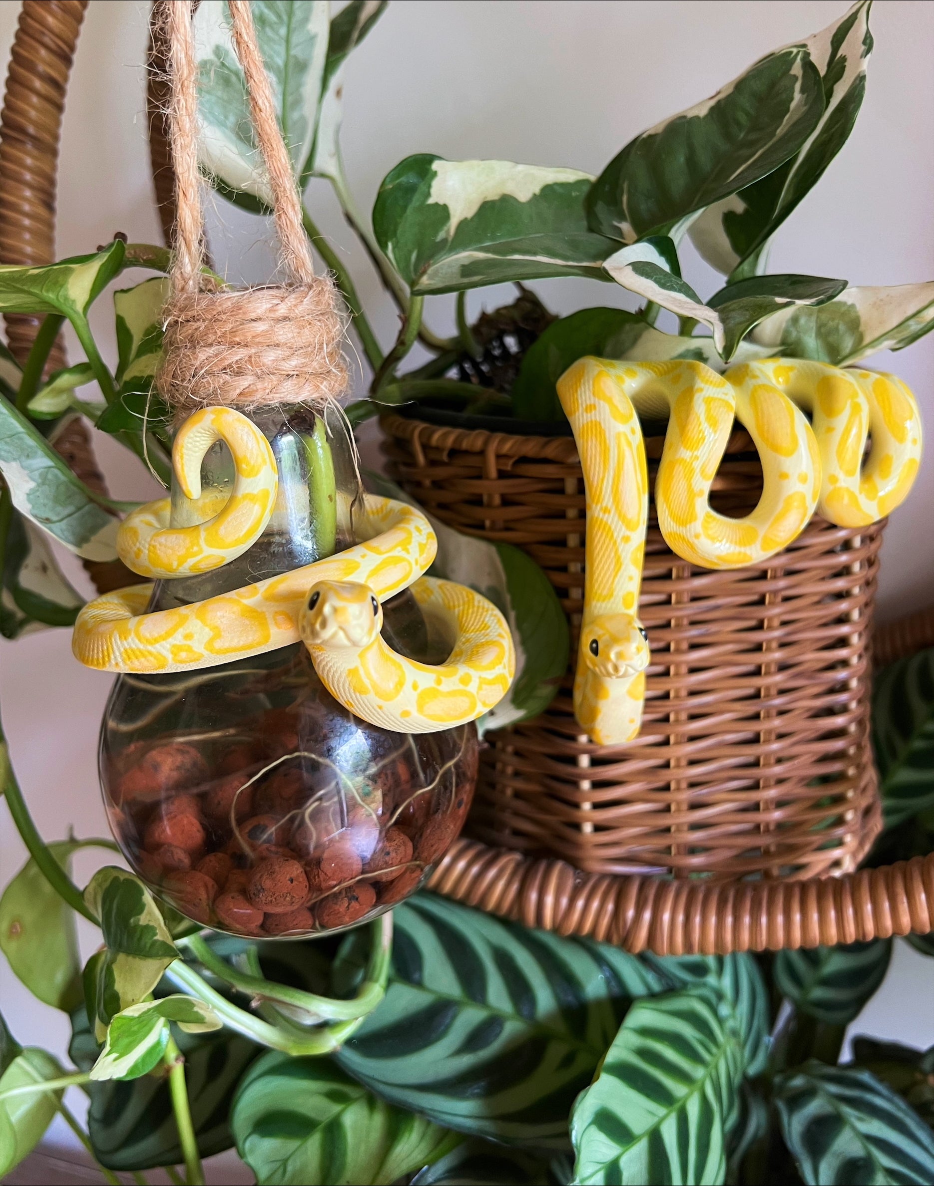 Yellow ball python propagation – Aesthetic Arts by Georgia